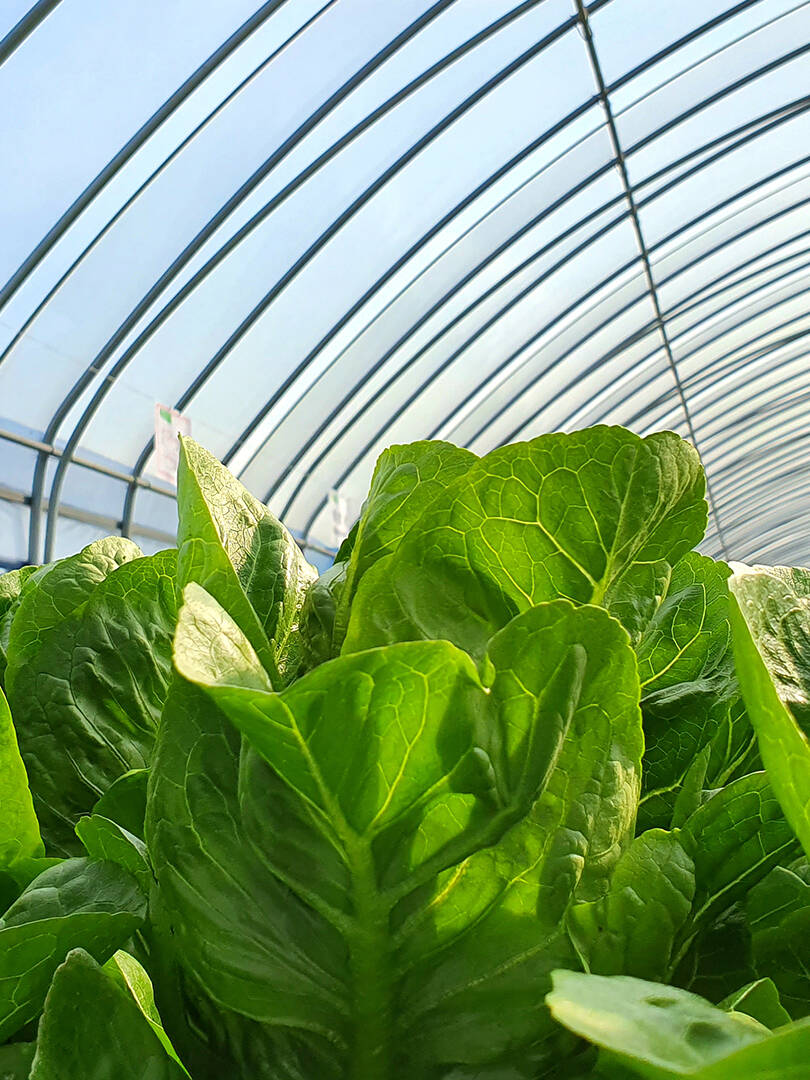 Greenhouse Hoophouse Leafy Greens