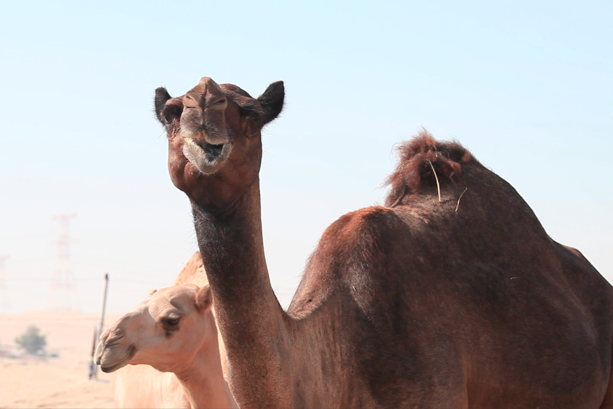 Fodder_Camels